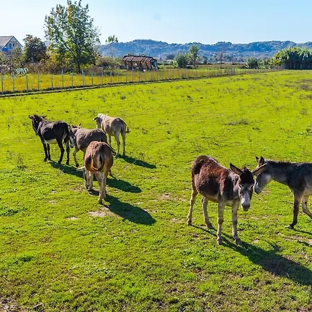 Ferma Gold By Pikhost *