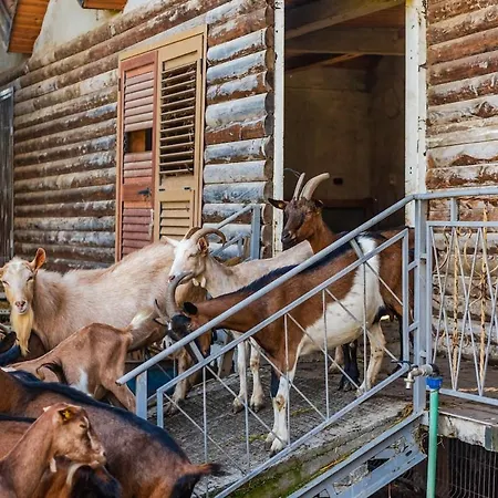 Apartamento Ferma Gold By Pikhost