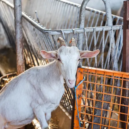 Ferma Gold By Pikhost 公寓 *