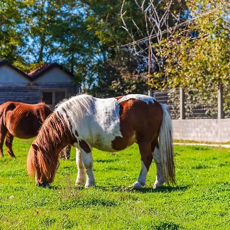 Ferma Gold By Pikhost