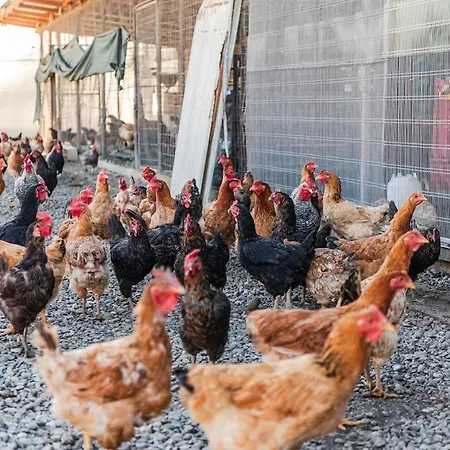 公寓 Ferma Gold By Pikhost *