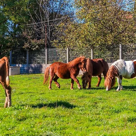 Ferma Gold By Pikhost 公寓 *