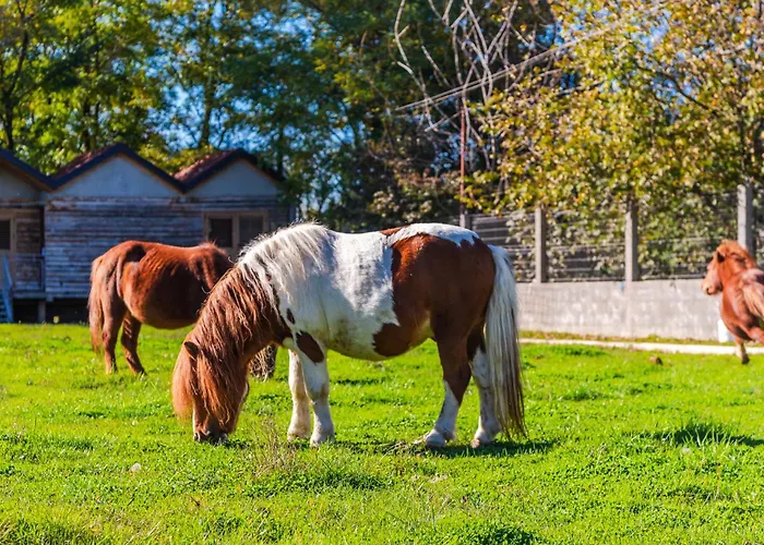 Ferma Gold By Pikhost Lägenhet Tirana