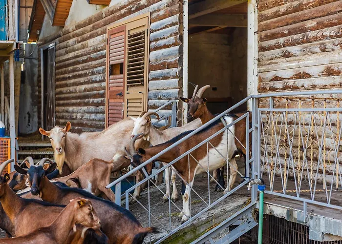 Lägenhet Ferma Gold By Pikhost Tirana