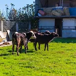 Ferma Gold By Pikhost Apartamento *