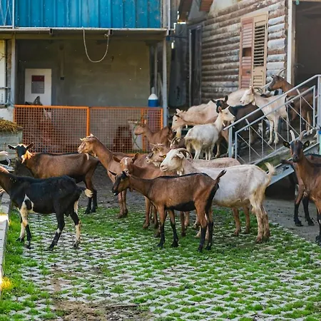 Ferma Gold By Pikhost شقة *