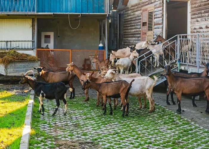 Ferma Gold By Pikhost アパート *