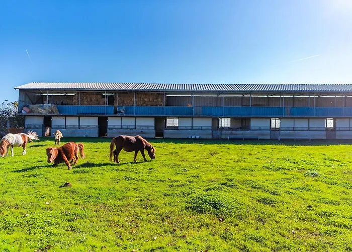 Ferma Gold By Pikhost アパート *