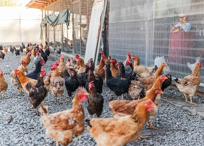 アパート Ferma Gold By Pikhost *