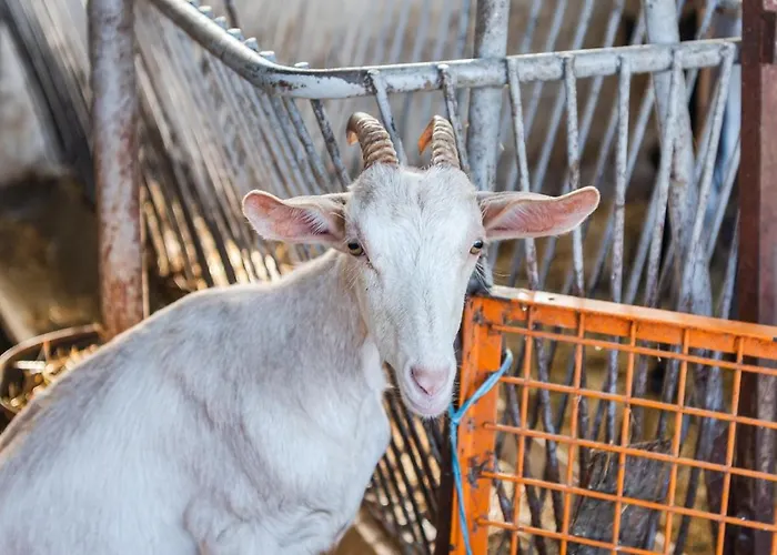 Ferma Gold By Pikhost ティラナ