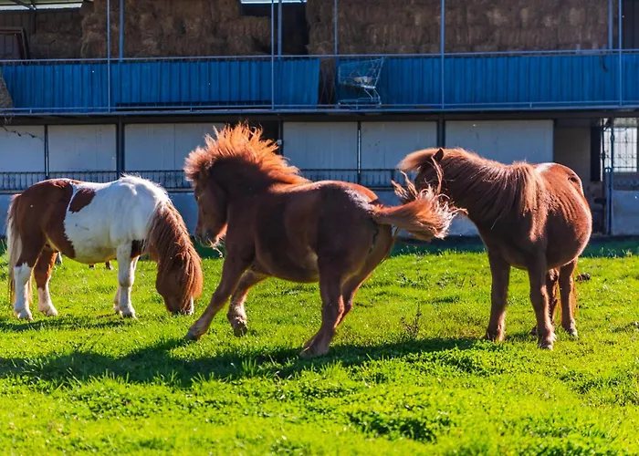 Ferma Gold By Pikhost