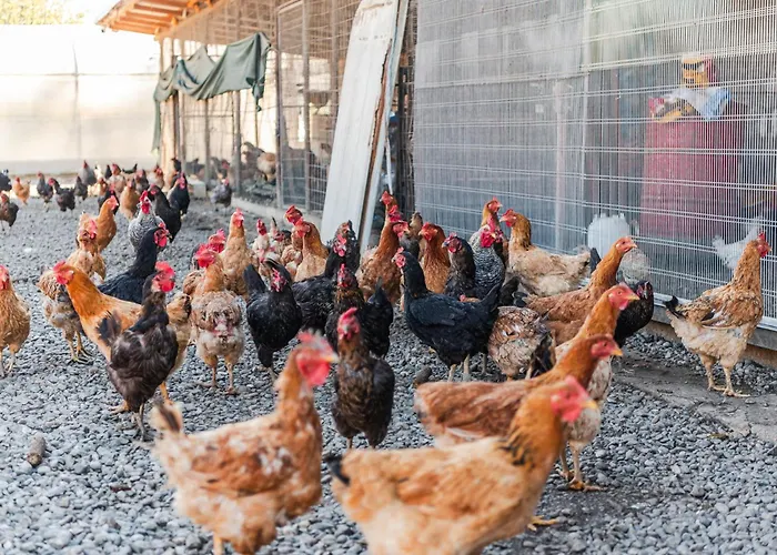 アパート Ferma Gold By Pikhost *